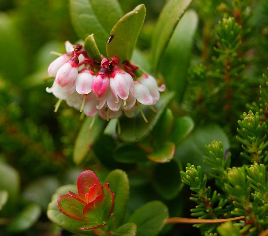 Image of Vaccinium vitis-idaea specimen.