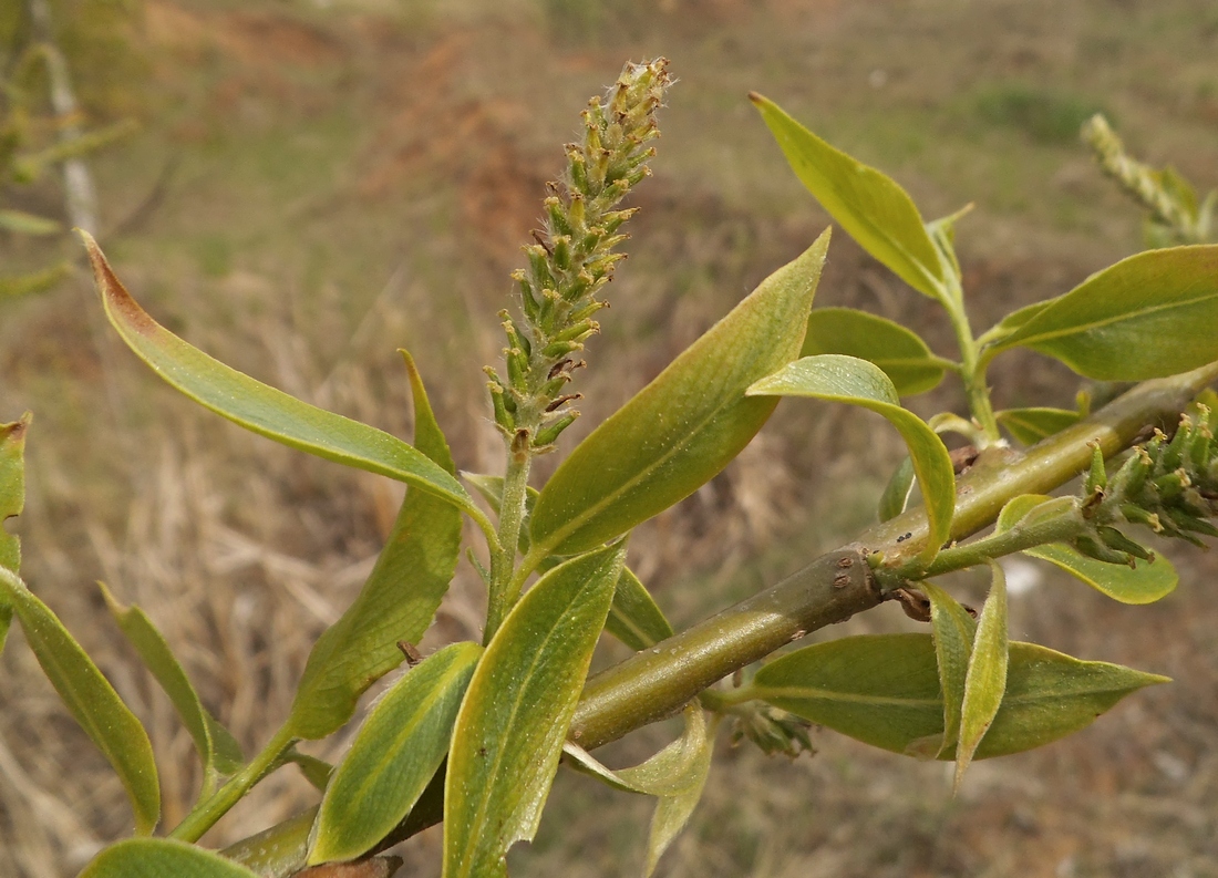 Image of Salix &times; lispoclados specimen.