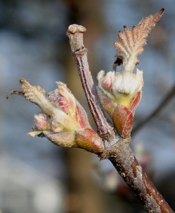 Image of genus Viburnum specimen.