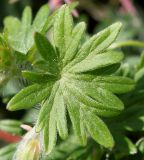 Geranium sanguineum. Лист. Германия, г. Дюссельдорф, Ботанический сад университета. 04.05.2014.