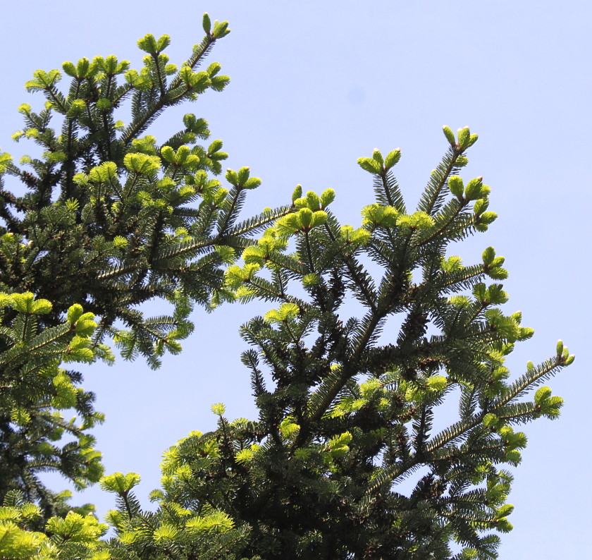 Image of Abies numidica specimen.