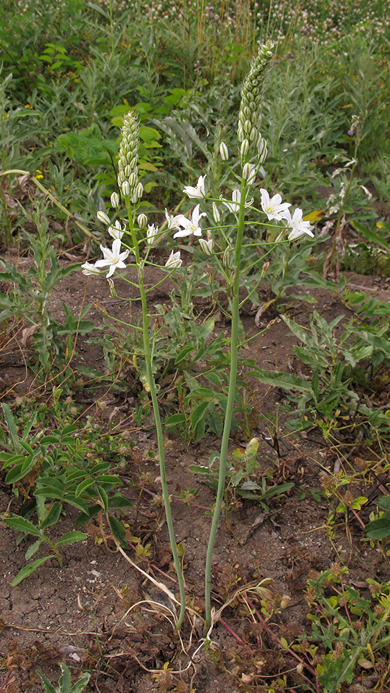 Image of Ornithogalum ponticum specimen.