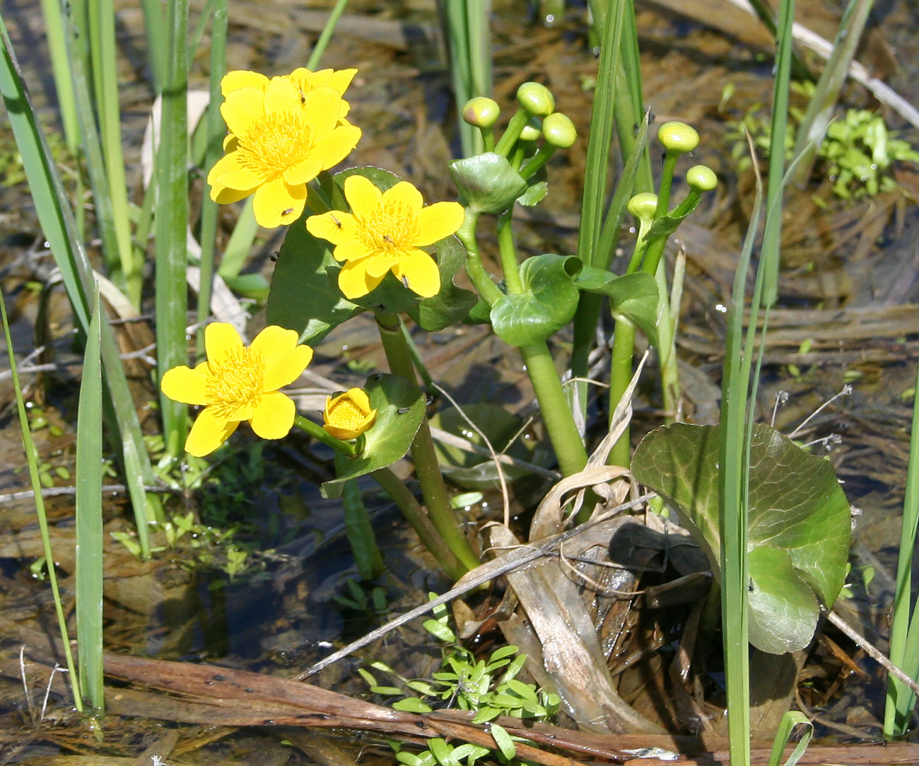 Изображение особи Caltha palustris.