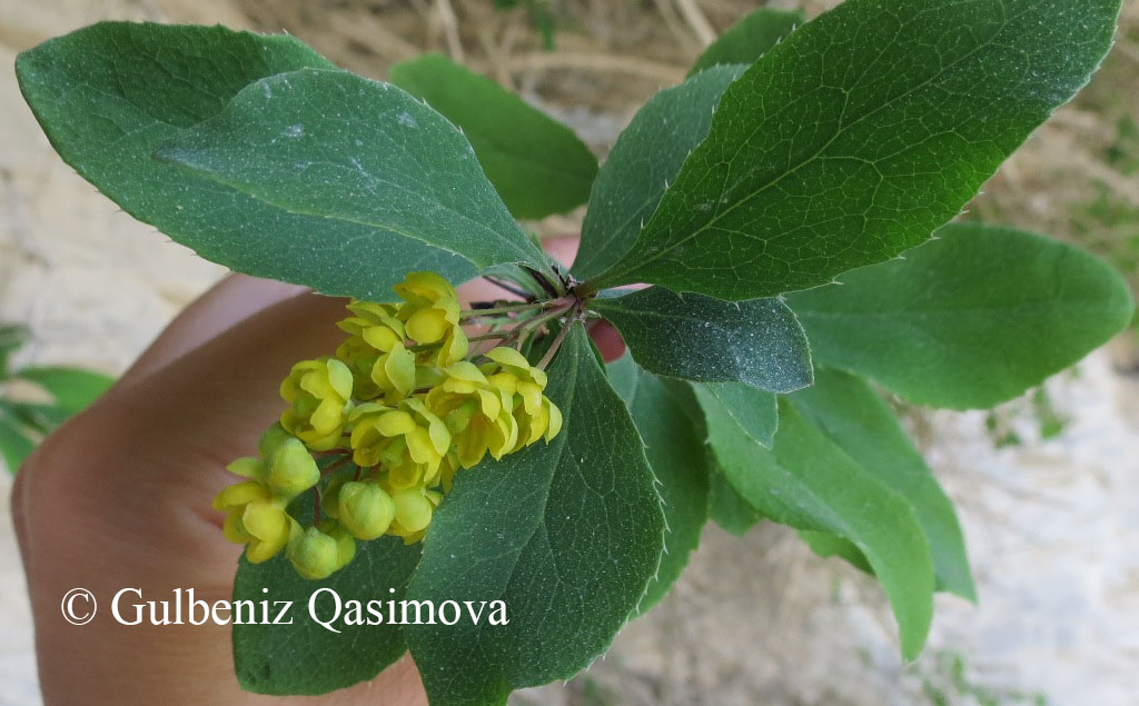 Image of Berberis vulgaris specimen.