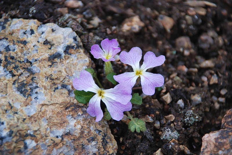 Image of Chorispora bungeana specimen.