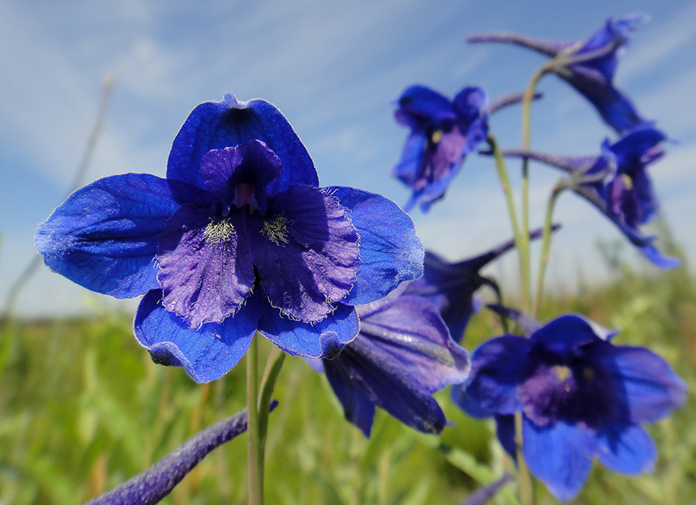 Image of Delphinium cheilanthum specimen.