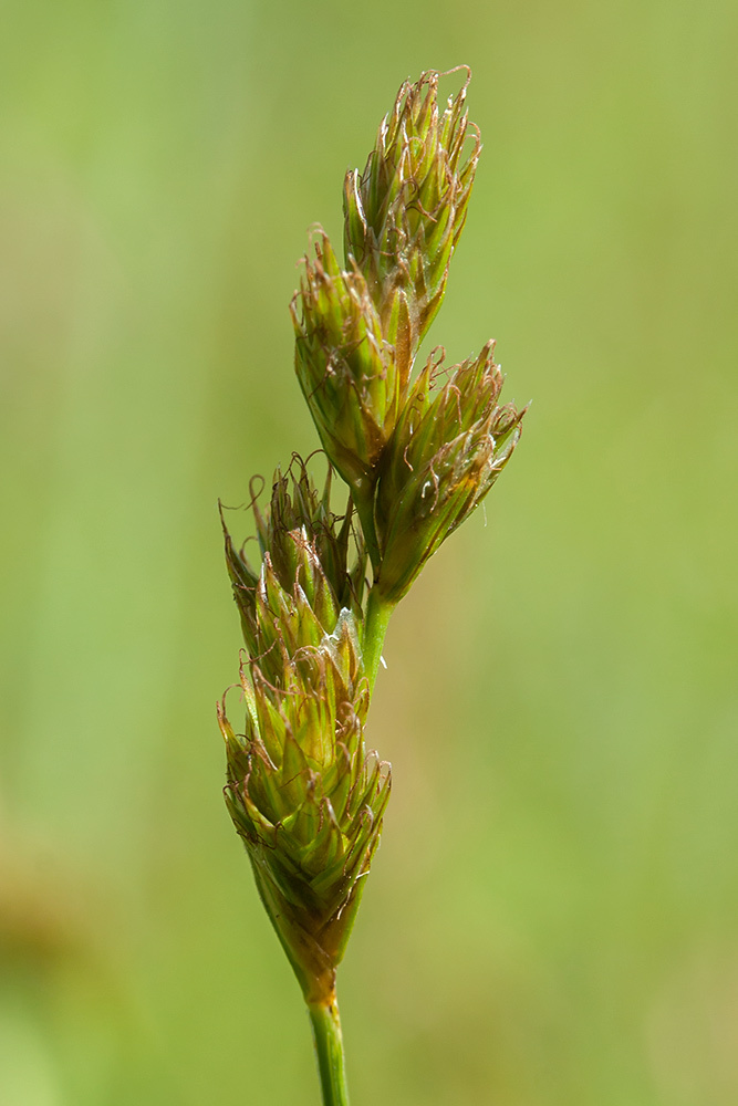 Изображение особи Carex leporina.