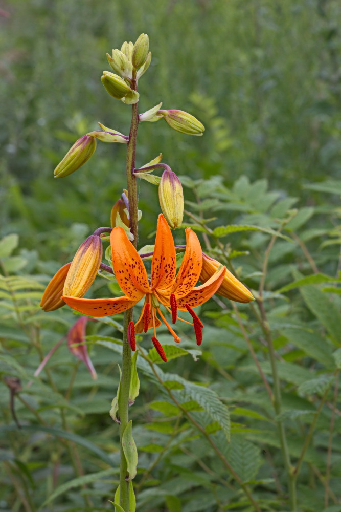 Image of Lilium distichum specimen.