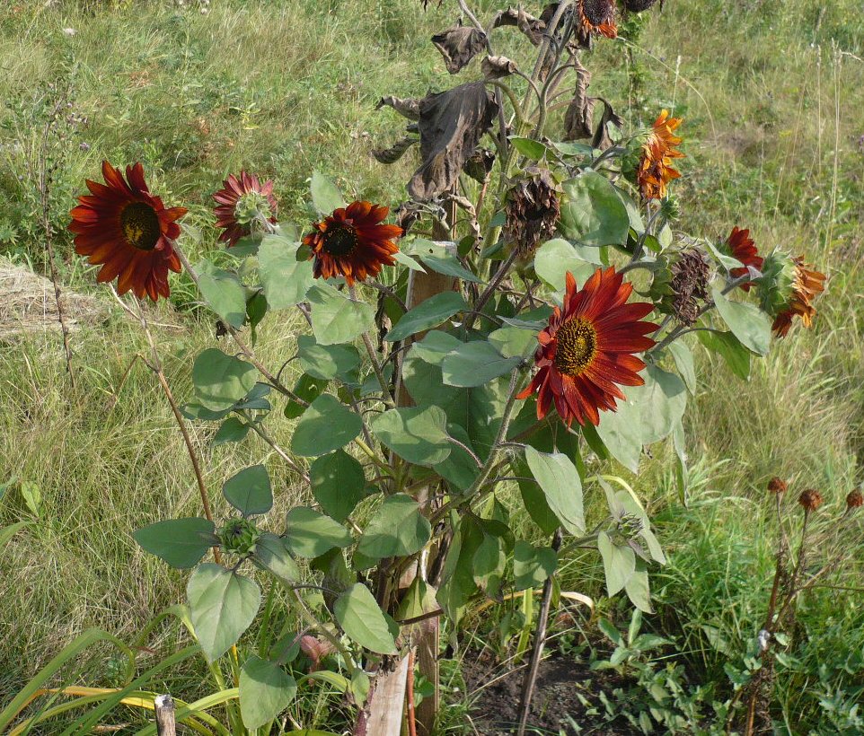 Image of Helianthus annuus specimen.