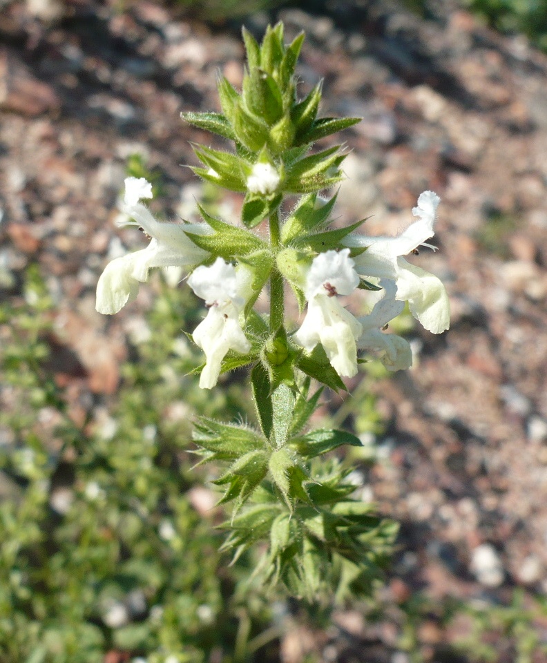 Image of Stachys annua specimen.