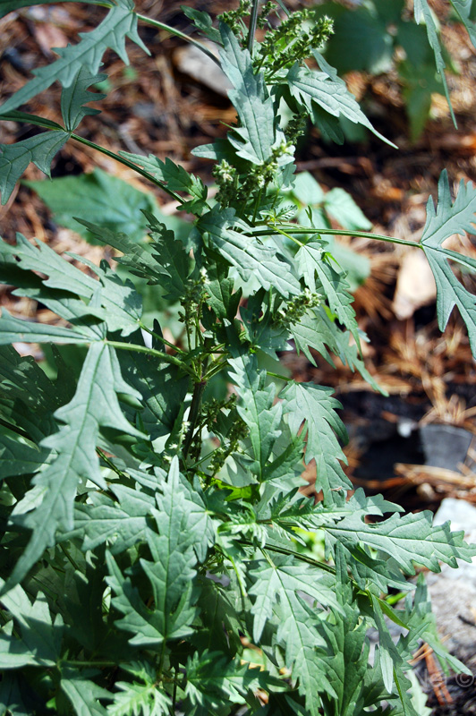 Image of Urtica cannabina specimen.