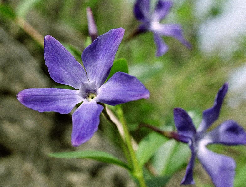 Изображение особи Vinca herbacea.