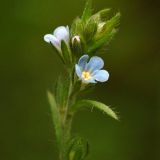 Image of taxon representative. Author is Алексей Чернышев