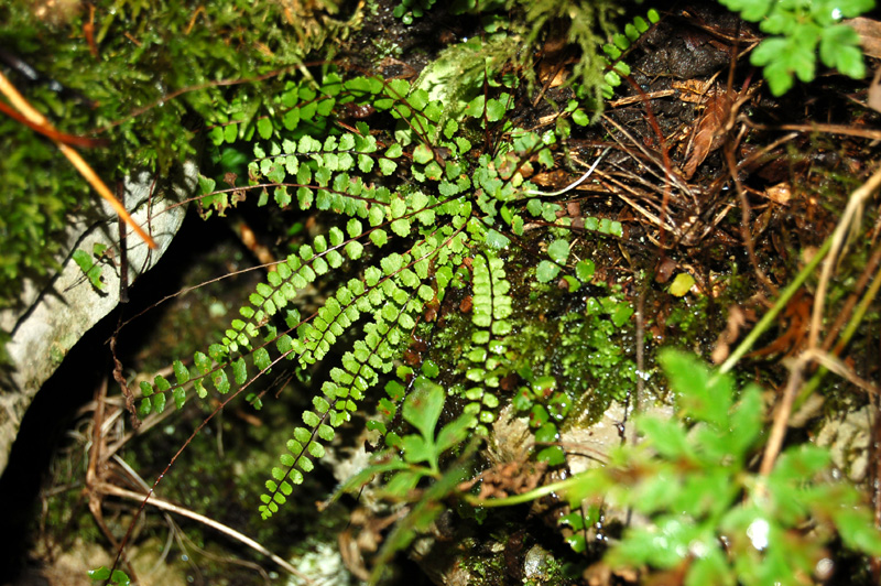 Image of Asplenium trichomanes specimen.