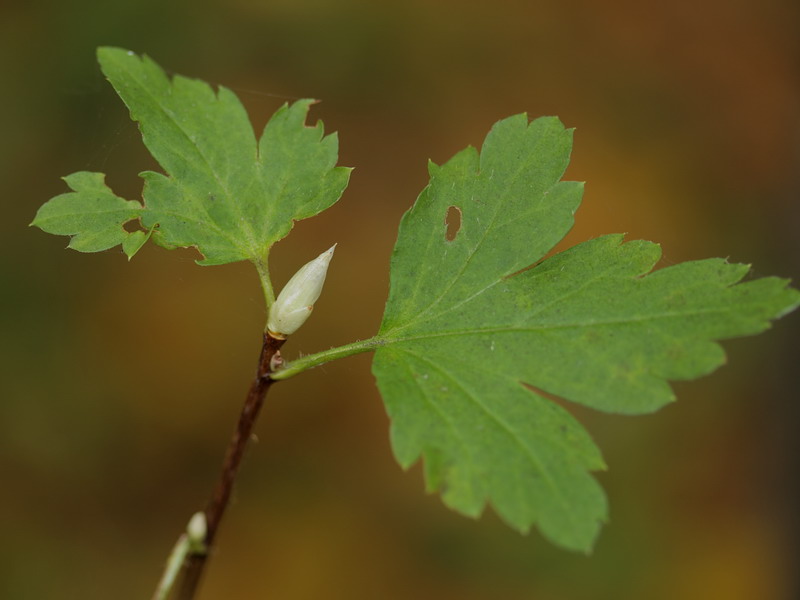 Изображение особи Ribes alpinum.