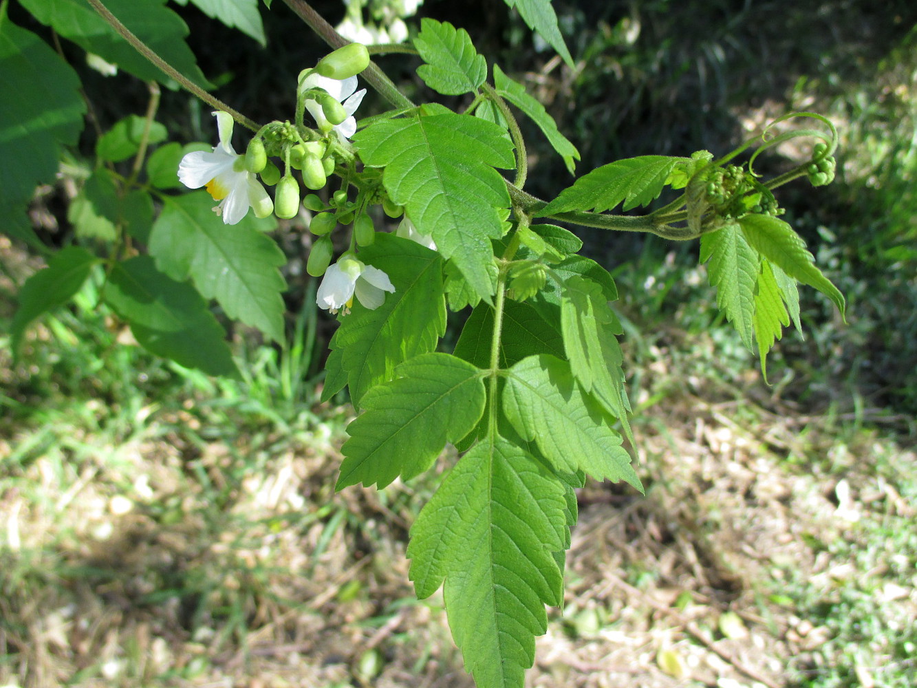 Image of Cardiospermum grandiflorum specimen.