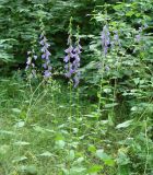 Campanula rapunculoides. Цветущие растения. Иркутск, территория Академгородка. 29.07.2014.