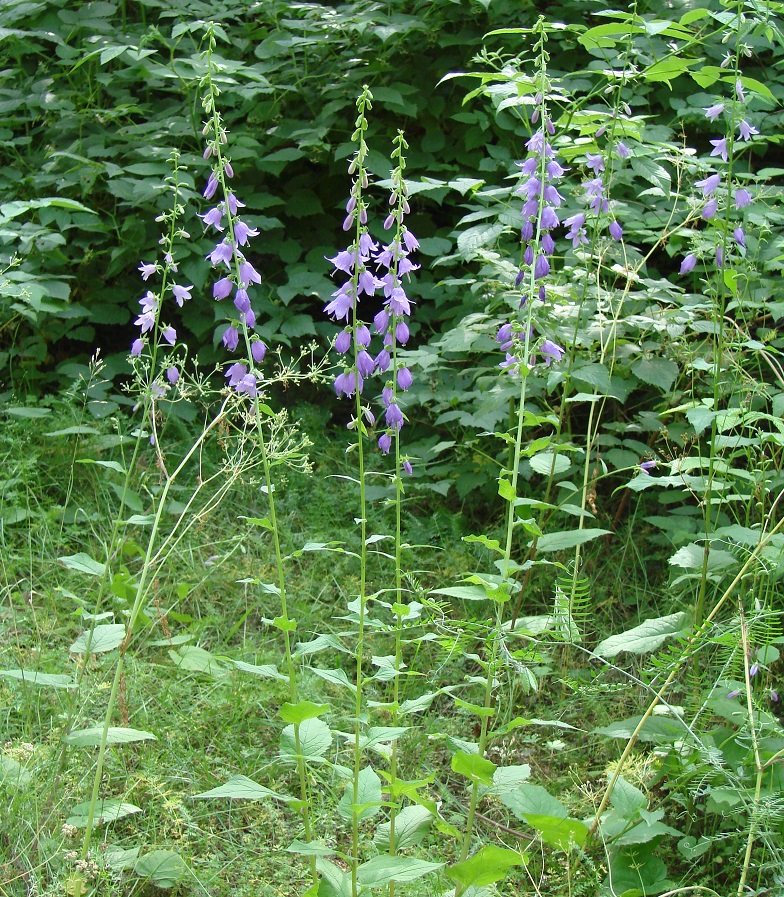 Image of Campanula rapunculoides specimen.