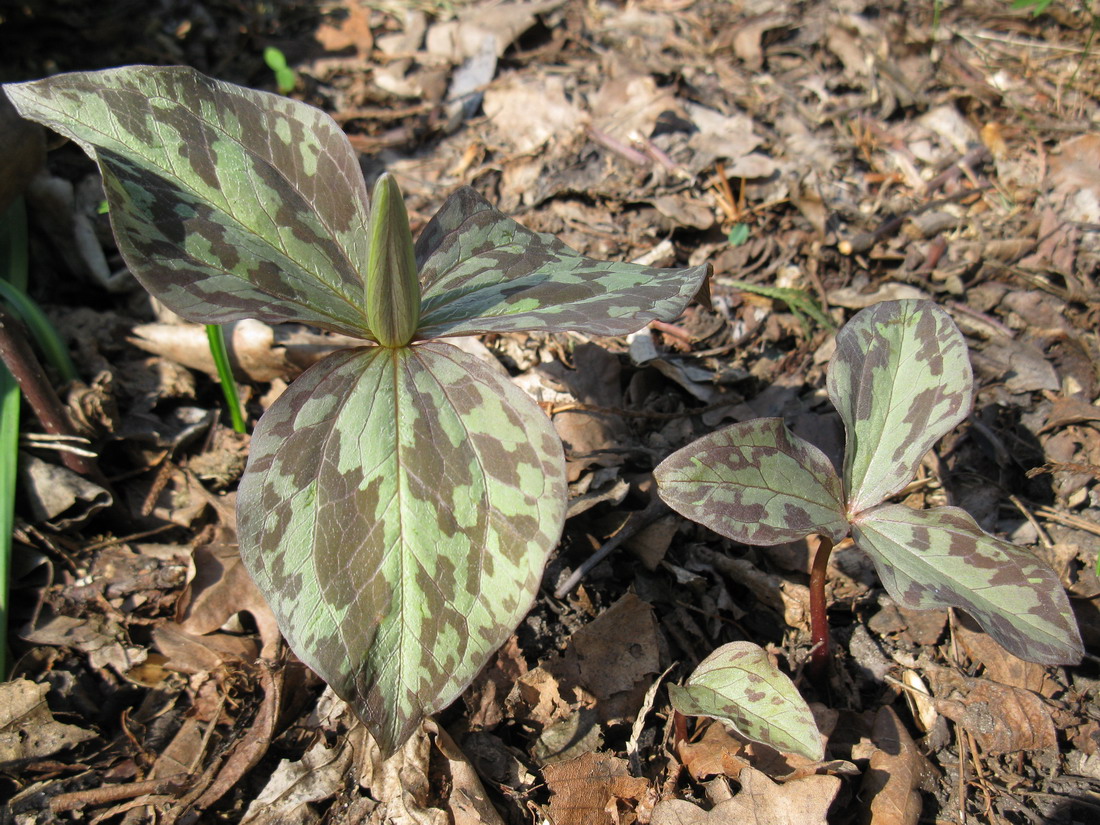 Image of Trillium cuneatum specimen.