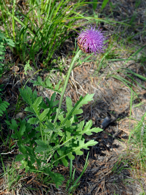 Image of Stemmacantha uniflora specimen.