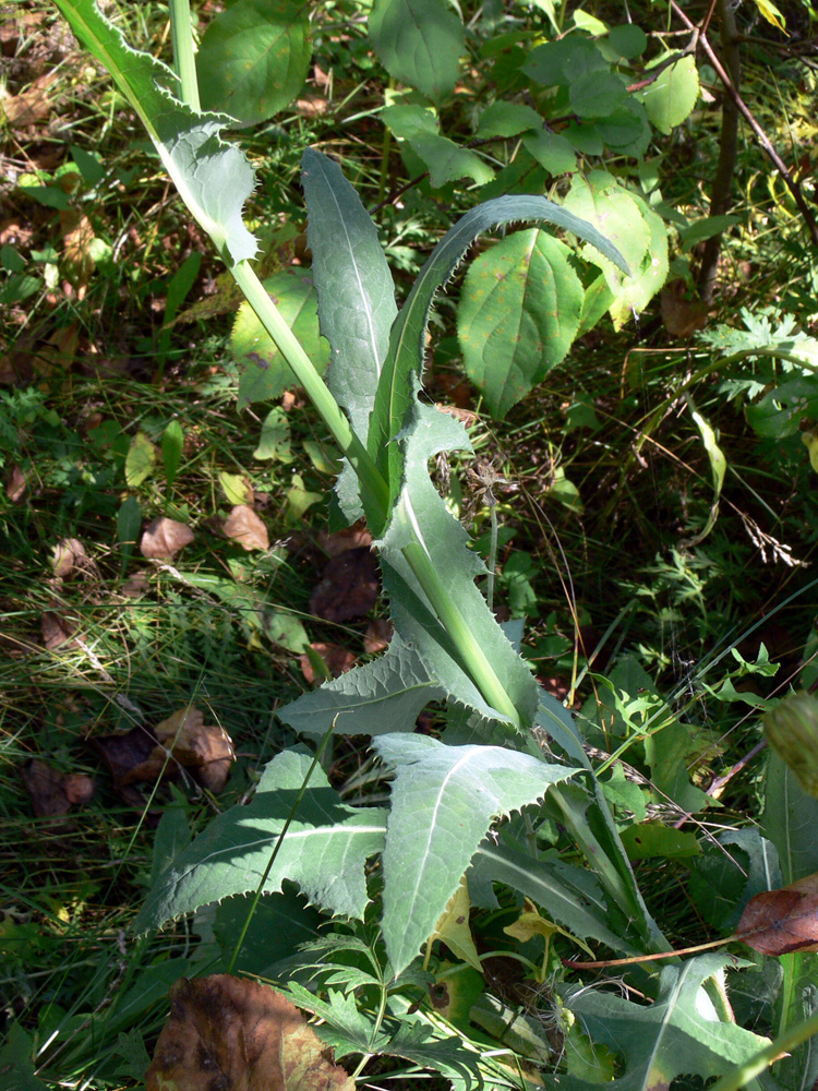 Image of Sonchus arvensis specimen.