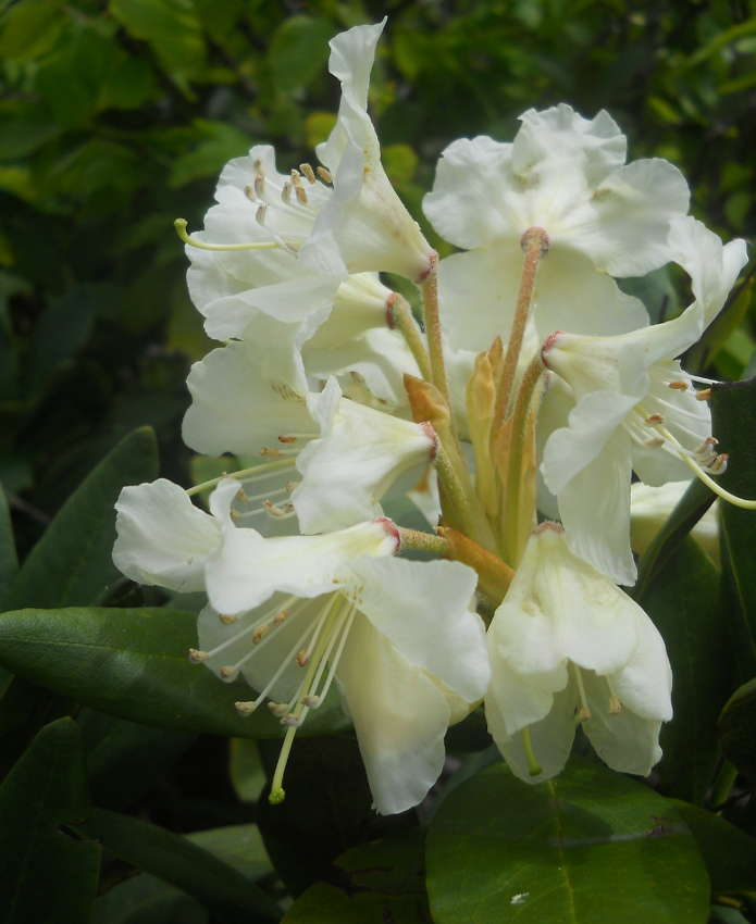 Изображение особи Rhododendron caucasicum.