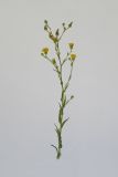 Picris hieracioides. Верхушка цветущего растения. Республика Молдова, пригород Кишинёва. 18 июля 2009 г.