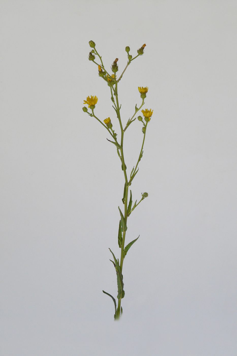 Image of Picris hieracioides specimen.