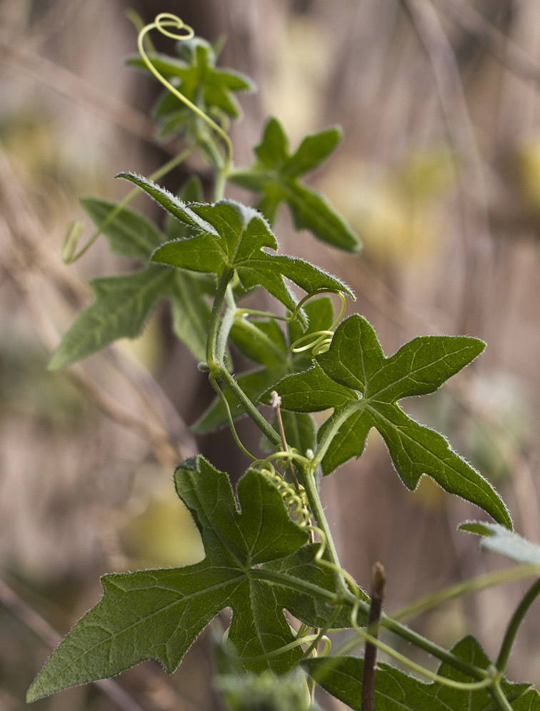 Image of Bryonia cretica specimen.