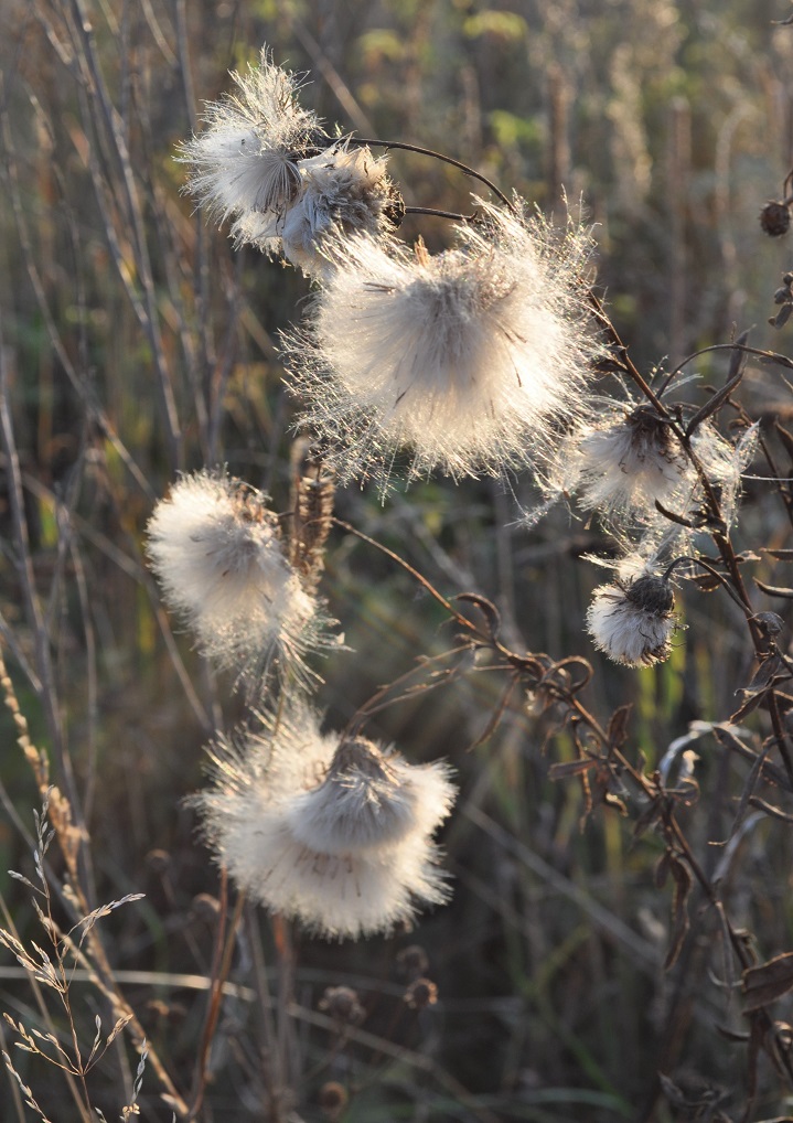 Image of Cirsium setosum specimen.