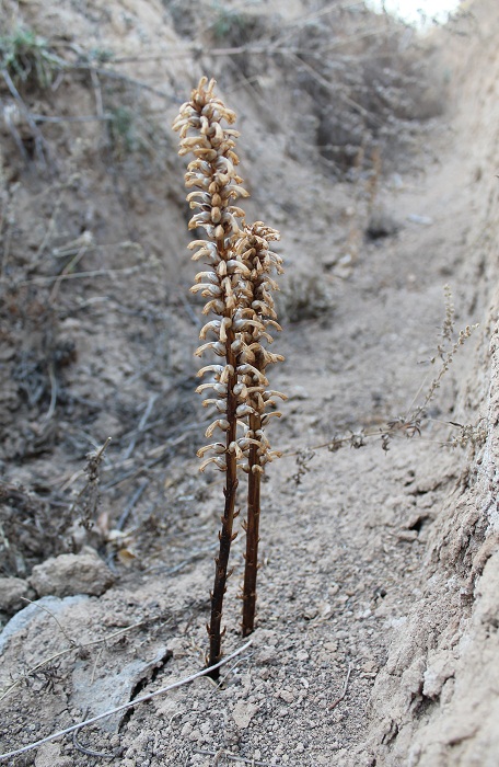 Изображение особи Orobanche cumana.