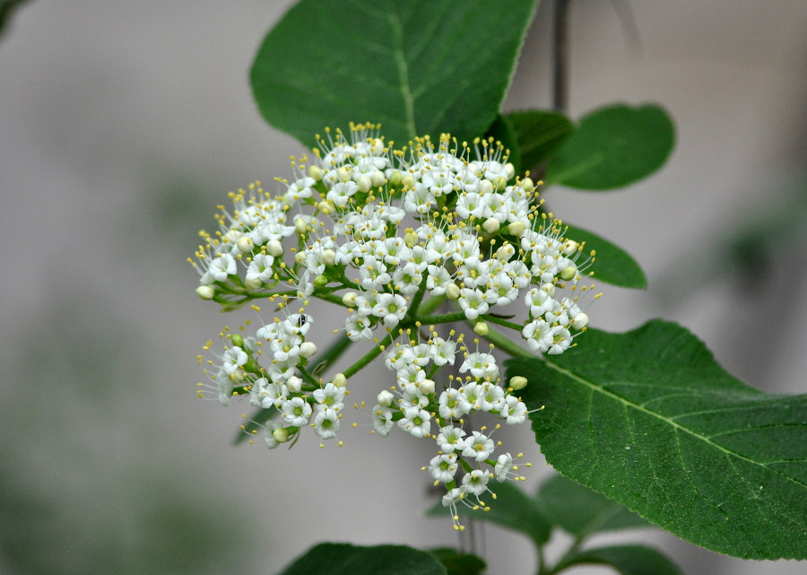 Image of Viburnum lantana specimen.