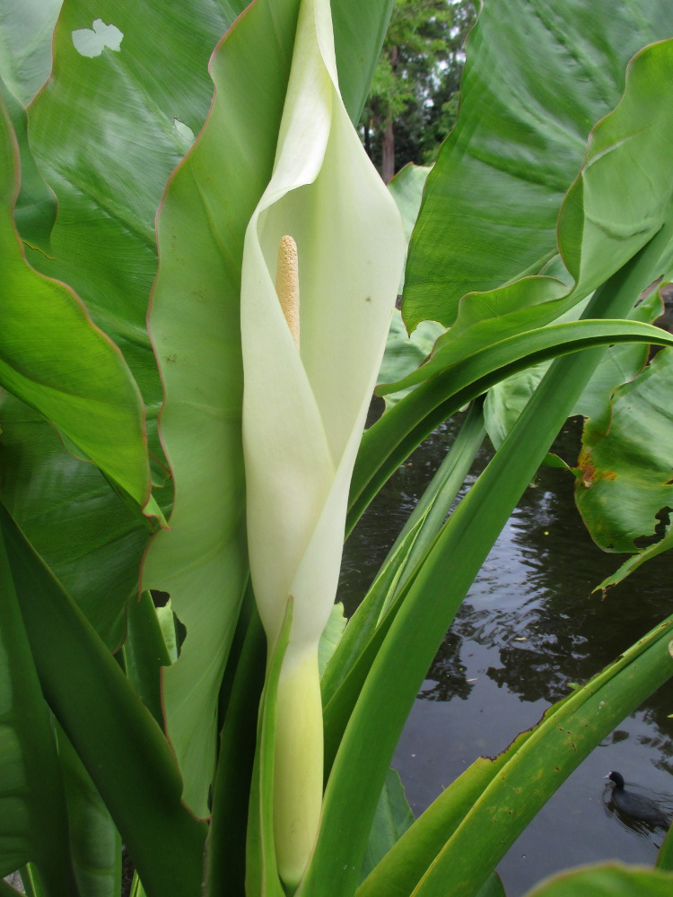 Image of Typhonodorum lindleyanum specimen.