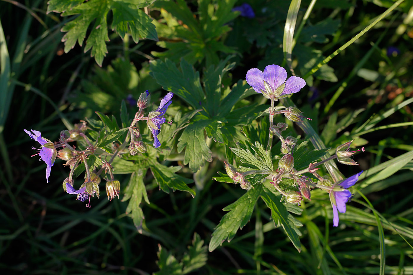 Image of Geranium pratense specimen.