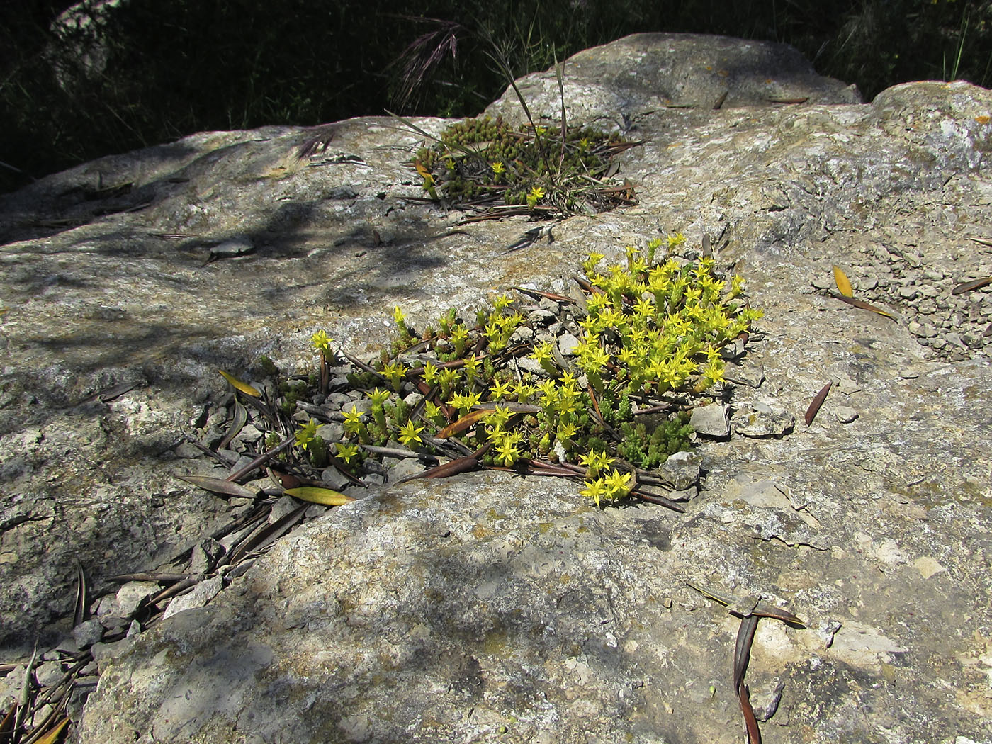 Image of Sedum acre specimen.