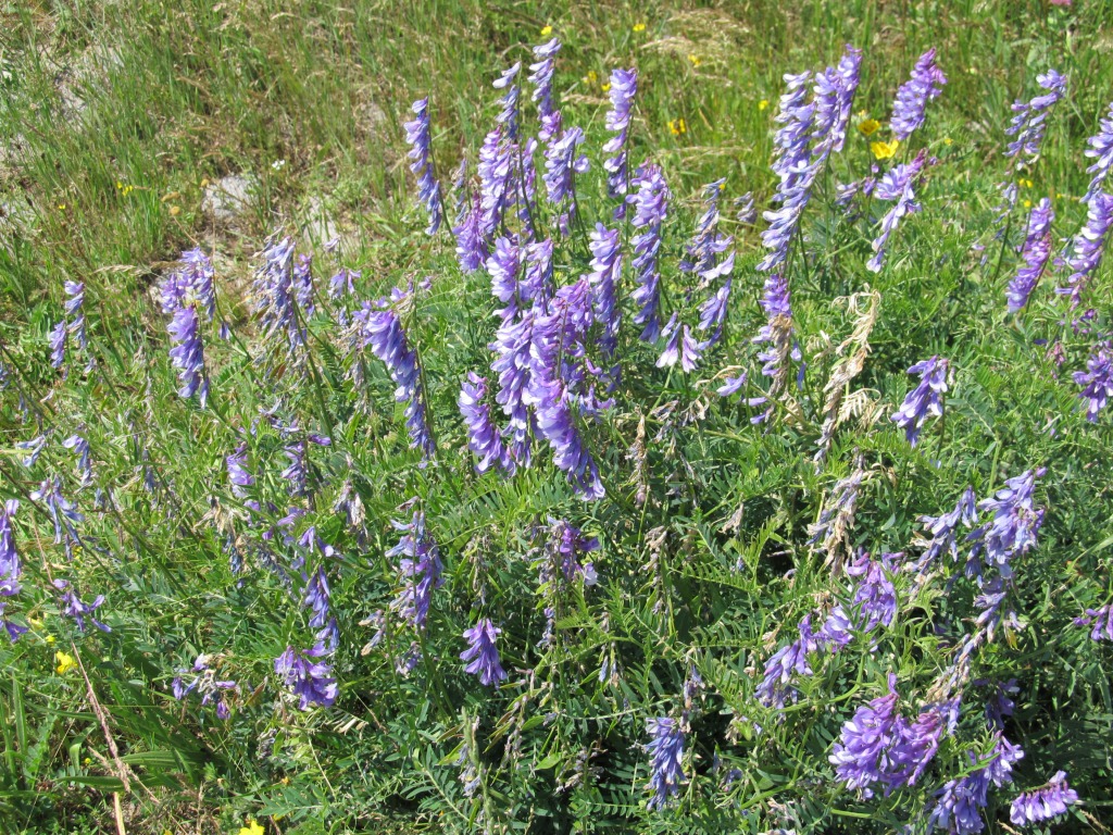 Image of Vicia varia specimen.