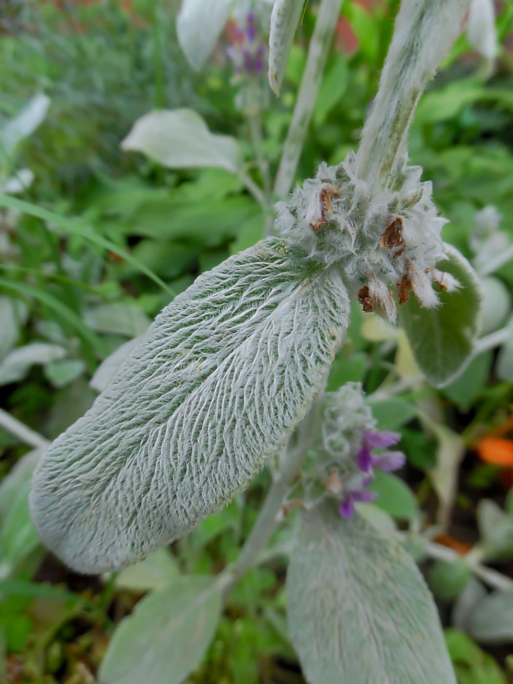 Изображение особи Stachys byzantina.