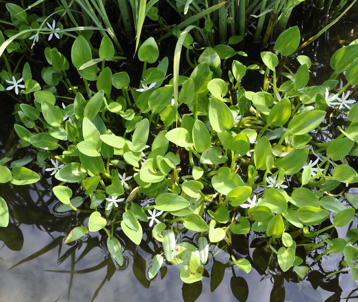 Image of genus Heteranthera specimen.