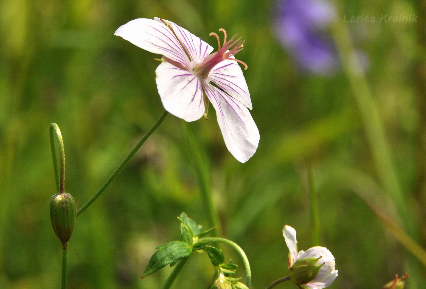 Image of Geranium dahuricum specimen.