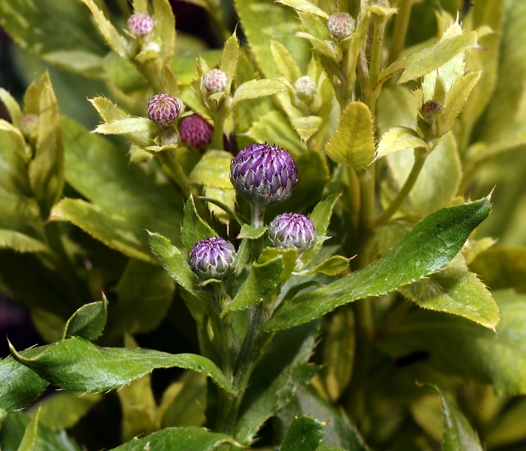 Image of Cirsium setosum specimen.