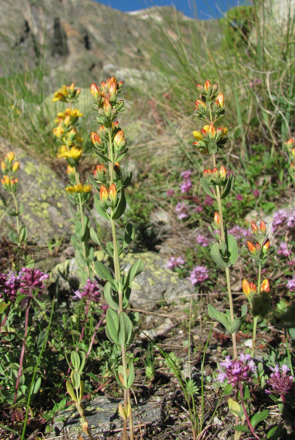 Image of Hypericum linarioides specimen.