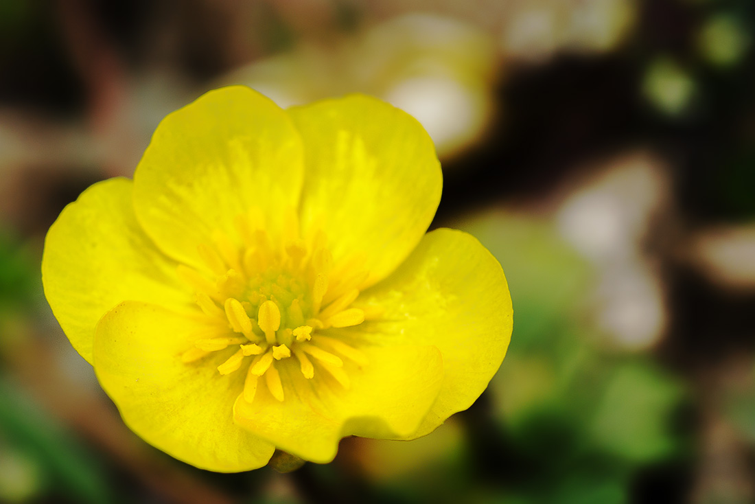 Image of genus Ranunculus specimen.