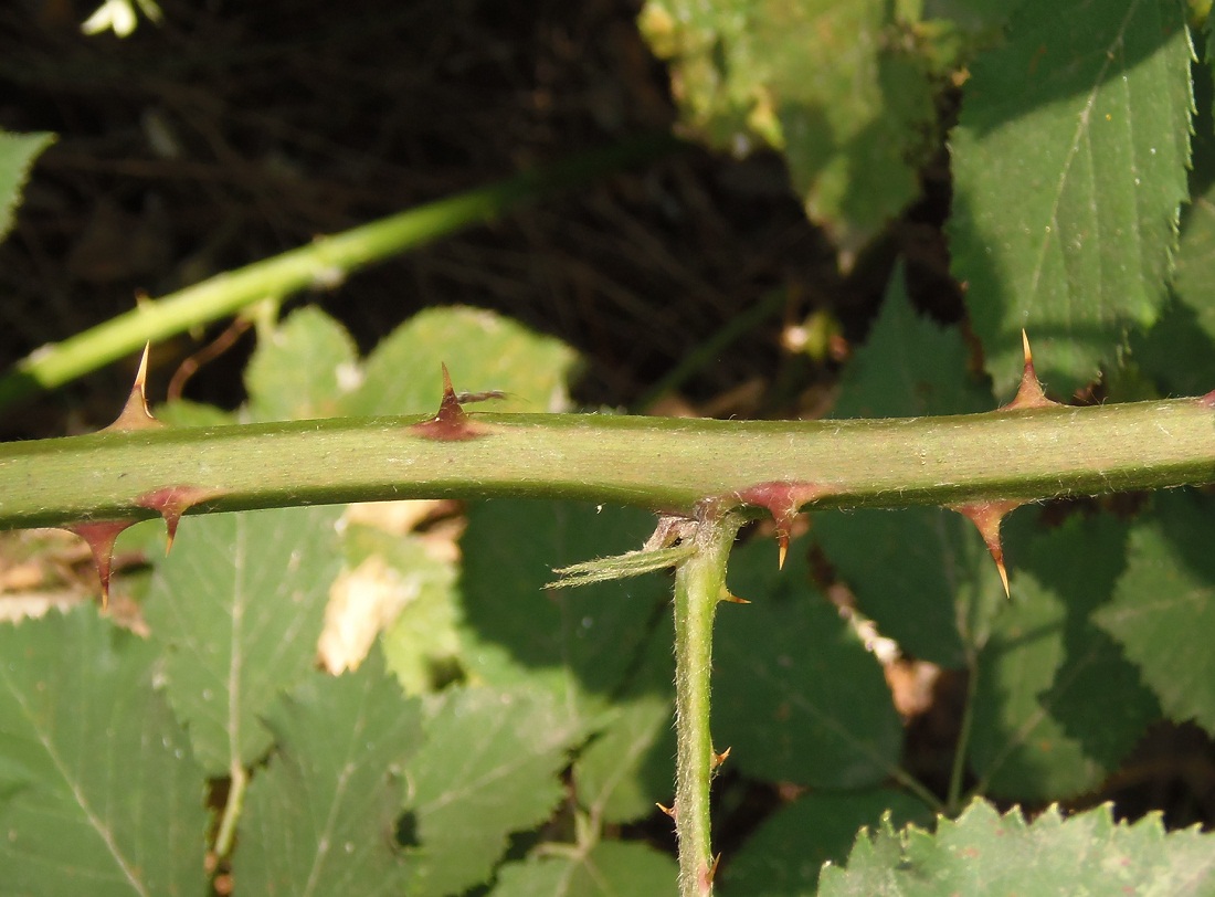 Image of genus Rubus specimen.