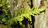 Polypodium vulgare. Вайя. Германия, Северный Рейн-Вестфалия, окр. г. Моншау, скальный выход. Декабрь.