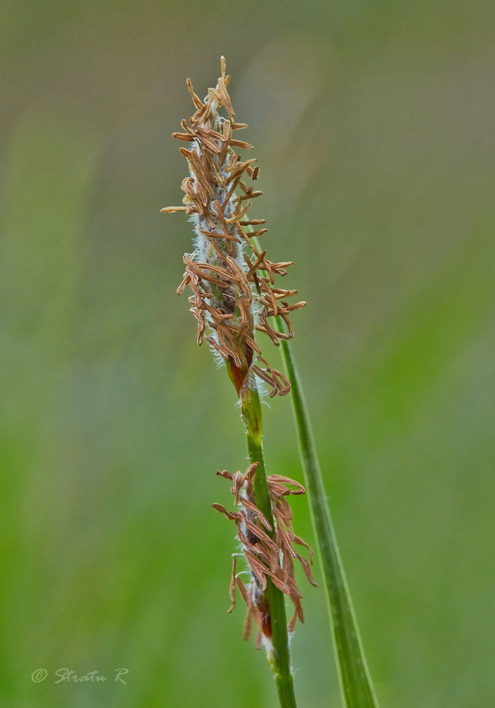 Image of Carex hirta specimen.