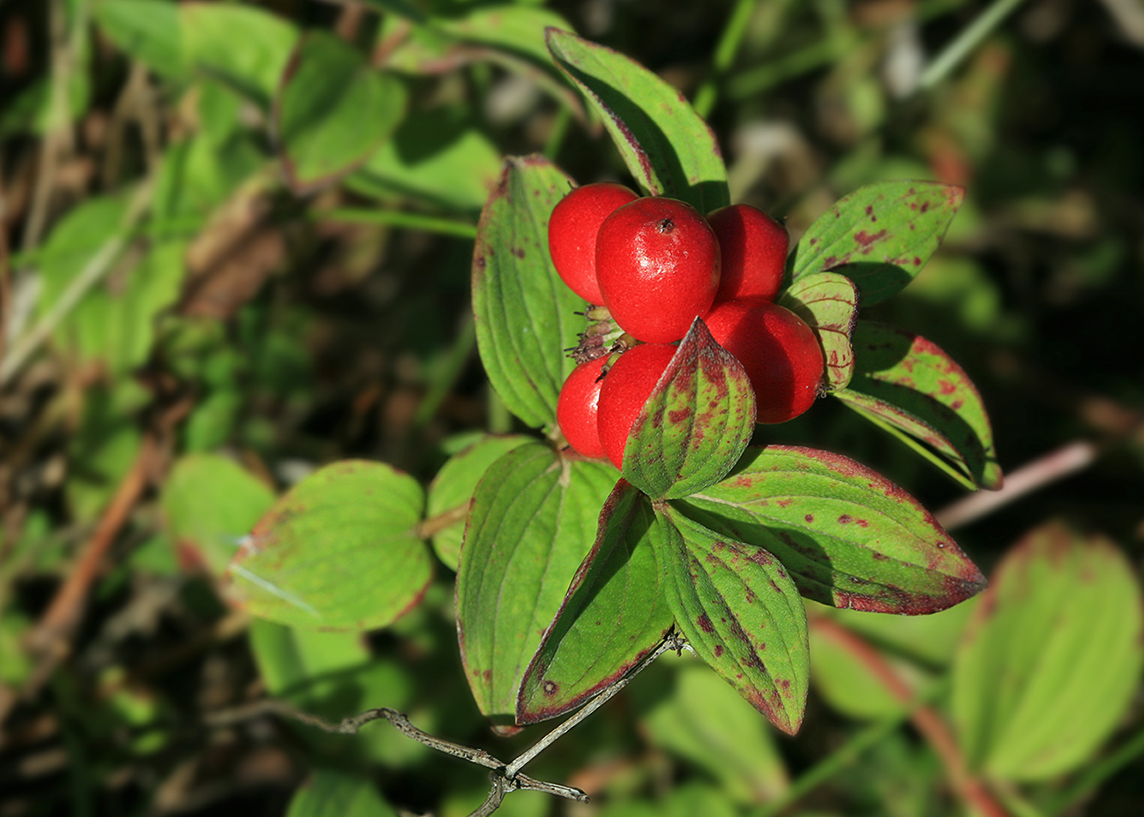 Изображение особи Chamaepericlymenum suecicum.