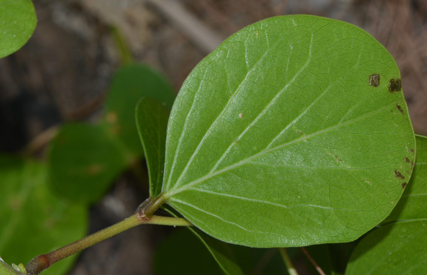 Image of Canavalia maritima specimen.