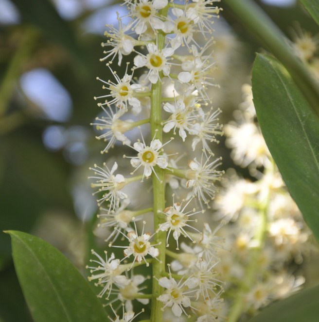 Image of Lauro-cerasus lusitanica specimen.