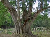 Ficus racemosa. Нижняя часть ствола и кроны плодоносящего дерева. Австралия, Квинсленд, национальный парк Карнарвон, берег ручья. 16.09.2009.