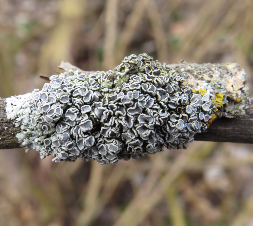 Image of genus Physcia specimen.